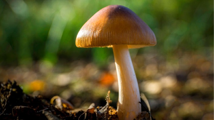 Magic Mushroom
